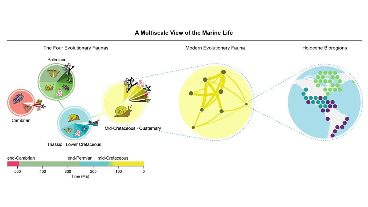 A multiscale view of the marine life